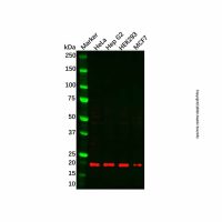 NDUFA8 Antibody,ExactAb™, Validated, Carrier Free, 1.0 mg/mL,阿拉丁