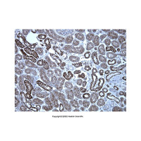 KRAS Mouse mAb,ExactAb™, 已验证, 见COA,阿拉丁