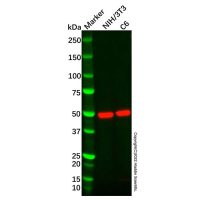 CEP57 Antibody,Validated, Carrier Free, ExactAb™, 1.0 mg/mL,阿拉丁