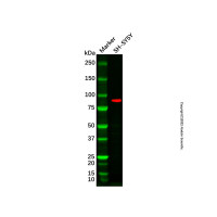 Recombinant MARK2 Antibody，ExactAb™, 已验证, 重组, 见COA，阿拉丁