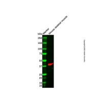 HAPLN4 Antibody,ExactAb™, Validated, Carrier Free, 1.0 mg/mL,阿拉丁