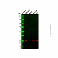 MOB1B Mouse mAb,ExactAb™, 已验证, 见COA,阿拉丁