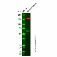 Recombinant Factor H Antibody,重组, ExactAb™, 已验证, 见COA,阿拉丁