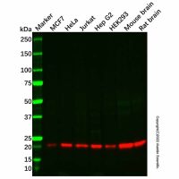 Recombinant DCTN5 Antibody，重组, ExactAb™, 已验证, 见COA，阿拉丁