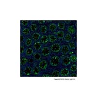 Recombinant N Cadherin Antibody,重组, ExactAb™, 已验证, 见COA,阿拉丁