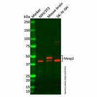 Mesp2 Antibody,ExactAb™, Validated, Carrier Free, 1.0 mg/mL,阿拉丁