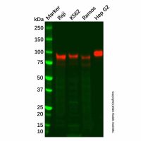 Recombinant ICAM1 Antibody，重组, ExactAb™, 已验证, 见COA，阿拉丁