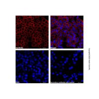 Goat Anti-Rabbit IgG H&L (AF700),ExactAb™, 已验证, 1.0 mg/mL,阿拉丁