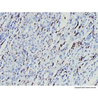 CD163 Mouse mAb,Azide Free, Validated, Carrier Free, 1.0 mg/mL,阿拉丁