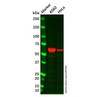 Recombinant Asparagine synthetase Antibody，重组, ExactAb™, 已验证, 见COA，阿拉丁