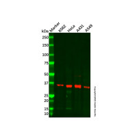 Recombinant IGFBP6 Antibody,Validated, Recombinant, 0.5 mg/mL,阿拉丁