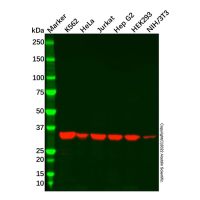 Recombinant MDH2 Antibody,ExactAb™, Validated, 重组, 0.3 mg/mL,阿拉丁
