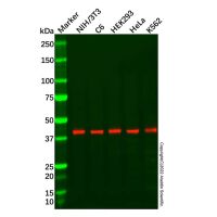 Recombinant c-Jun Antibody，重组,ExactAb™,已验证,见COA，阿拉丁