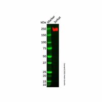 Recombinant CD45 Antibody,重组, ExactAb™, 已验证, 见COA,阿拉丁