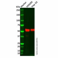 Recombinant Aromatase Antibody,ExactAb™, Validated, 重组, 1.0 mg/mL,阿拉丁