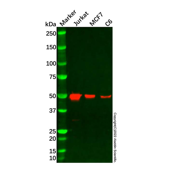 Recombinant CSK Antibody,ExactAb™, Validated, 重组, 0.51 mg/mL,阿拉丁产品图