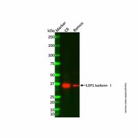 Recombinant LSP1 Antibody，ExactAb™, Validated, 重组, 1.0 mg/mL，阿拉丁