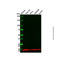 NDUFA4L2 Antibody,ExactAb™, Validated, Carrier Free, 1.0 mg/mL,阿拉丁