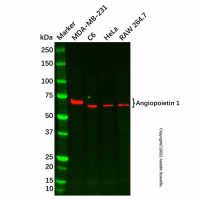Recombinant Angiopoietin 1 Antibody,重组, ExactAb™, 已验证, 见COA,阿拉丁