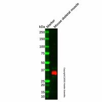 Recombinant Cardiac Troponin T Antibody,ExactAb™, Validated, 重组, 0.4 mg/mL,阿拉丁