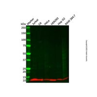 Recombinant ATP5G1/G2/G3 Antibody，ExactAb™, Validated, 重组, 0.6 mg/mL，阿拉丁
