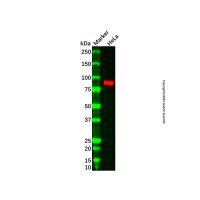 Fibulin 1 Antibody,ExactAb™, Validated, Carrier Free, 1.0 mg/mL,阿拉丁