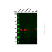 FEN1 Antibody，ExactAb™, Validated, Carrier Free, 1.0 mg/mL，阿拉丁