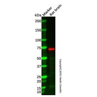 Recombinant GUCY1B3 Antibody,已验证, ExactAb™, 重组, 见COA,阿拉丁