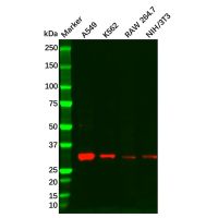 Cyclin D3/CCND3 Antibody,无载体, ExactAb™, 已验证, 高性能, 见COA,阿拉丁