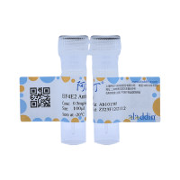 EIF4E2 Antibody，ExactAb™, Validated, Carrier Free, 0.5 mg/mL，阿拉丁