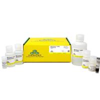 MAGicBead™ cfDNA Isolation Kit(MAGicBead™ 游离DNA分离试剂盒)