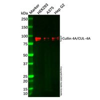 Recombinant Cullin 4A/CUL-4A Antibody,重组, ExactAb™, 已验证, 高性能, 见COA,阿拉丁