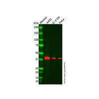 Recombinant LINE-1 ORF1p Antibody,ExactAb™, Validated, 重组, 0.6 mg/mL,阿拉丁
