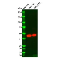 IDH1 Mouse mAb,无载体, ExactAb™, 已验证, 高性能, 见COA,阿拉丁