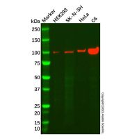 Recombinant GEN1 Antibody，ExactAb™, Validated, 重组, 2.0 mg/mL，阿拉丁