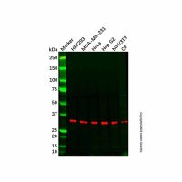 GOLPH3/MIDAS Mouse mAb，ExactAb™, Validated, Carrier Free, 0.5 mg/mL，阿拉丁