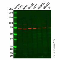 Recombinant CD127 Antibody，重组, ExactAb™, 已验证, 见COA，阿拉丁