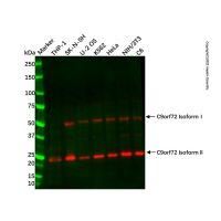 C9orf72 Antibody,Validated, 1.0 mg/mL,阿拉丁
