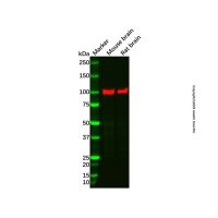 Recombinant CTNNA2 Antibody，ExactAb™, Validated, 重组, 0.2 mg/mL，阿拉丁