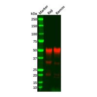 Recombinant CD27 Antibody,ExactAb™, Validated, 重组, 1.5 mg/mL,阿拉丁