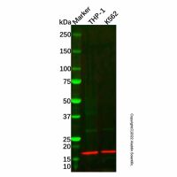 Recombinant FLAP Antibody,重组, ExactAb™, 已验证, 见COA,阿拉丁
