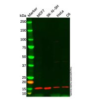 ATP6J/ATP6V1G1 Antibody,ExactAb™, Validated, Carrier Free, 0.5 mg/mL,阿拉丁