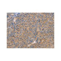 GNB1 Antibody，ExactAb™, Validated, Carrier Free, 0.2 mg/mL，阿拉丁