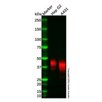 Recombinant Follistatin Antibody，重组, ExactAb™, 已验证, 见COA，阿拉丁