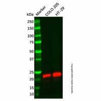 Recombinant Lipocalin-2/NGAL Antibody，重组, ExactAb™, 已验证, 见COA，阿拉丁