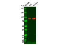 Recombinant BCL6 Antibody，ExactAb™, Validated, 重组, 0.9 mg/mL，阿拉丁