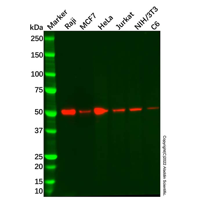 Recombinant BAF57/SMARCE1 Antibody,ExactAb™, Validated, 重组, 0.2 mg/mL,阿拉丁产品图