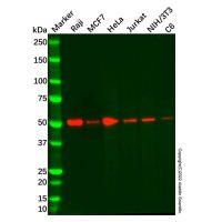 Recombinant BAF57/SMARCE1 Antibody,ExactAb™, Validated, 重组, 0.2 mg/mL,阿拉丁