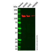 Recombinant Myosin light chain kinase/MLCK Antibody,重组, ExactAb™, 已验证, 见COA,阿拉丁