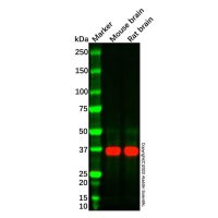 NAPG Antibody,ExactAb™, Validated, Carrier Free, 0.5 mg/mL,阿拉丁